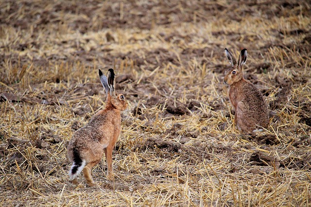 Foto van wild