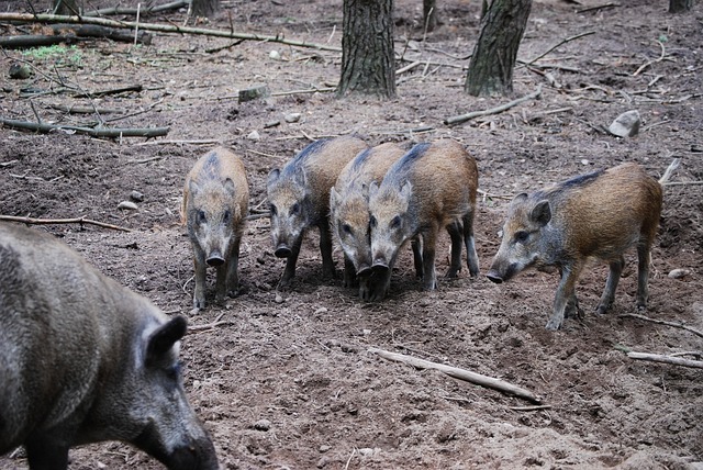 Foto van wild zwijnbout